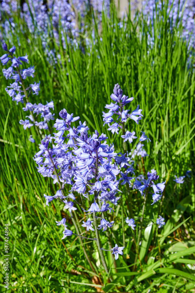 Fototapeta premium Bluebell flowers growing in a botanical garden in summer. Top view of beautiful Scilla siberica flowering plants blossoming on the countryside. Blue flora blooming in a lush grassy meadow from above