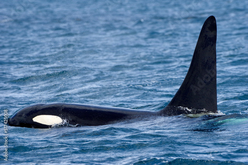 Male Orca in blue wild sea, Shiretoko in Hokkaido, Japan
