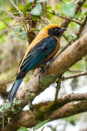 closeup of a yellow saira bird perched on a tree