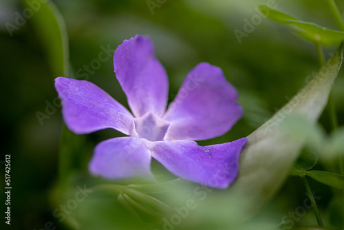 Purple Flower in the Garden
