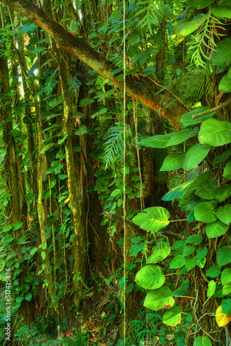 Trees and bushes in a lush green forest in Hawaii  USA. Magical woods with beauty in nature  beautiful and mysterious quiet outdoors. Quiet morning in a peaceful rainforest with vibrant greenery