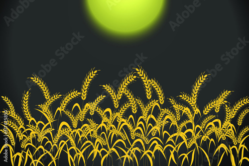 golden wheat field with night sky and the moon. Vector illustration of grain on black background.