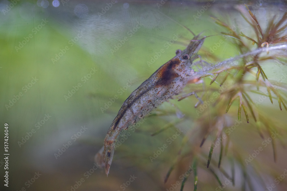 Freshwater shrimp in a bottle aquarium