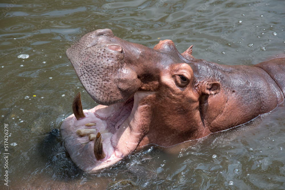 The hippopotamus is a ferocious animal - obrazy, fototapety, plakaty 