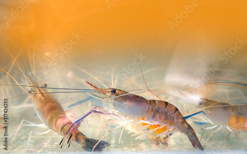 Giant freshwater prawn in water