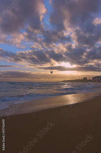 puesta de sol en la playa con una gaviota volando