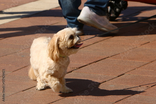 Wallpaper Mural Dog for a walk in a city park in Israel Torontodigital.ca