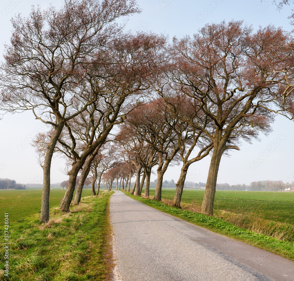 Landscape of an asphalt road with trees growing and following the wind direction in the countryside. Roadway leading to a rural environment with a lush meadow for traveling to a vacation destination