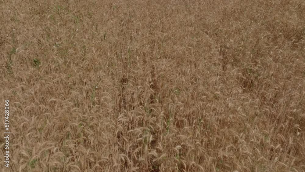 Mature dry Wheat field, Aerial view. Mature dry Wheat field, Aerial view.