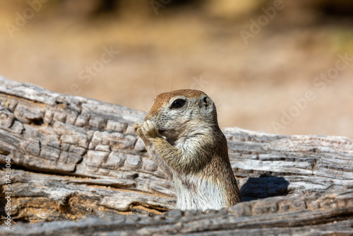 Round tailed ground squirrel, xerospermophilus tereticaudus, in the Sonoran Desert. A cute rodent grooming and foraging for food in the American Southwest. Cute wildlife, Pima County, Tucson, Arizona. photo