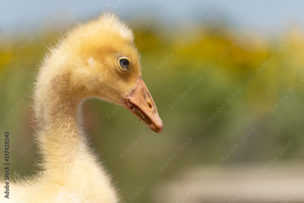 Fototapeta premium Adorable portrait of a baby goose with soft yellow plumage