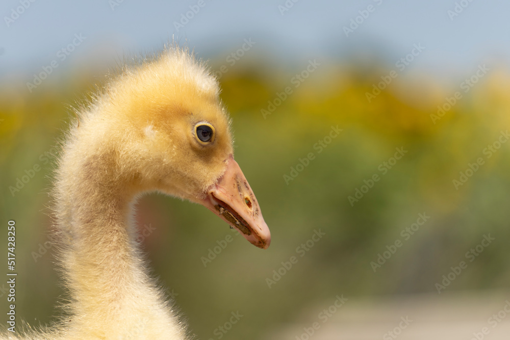 Fototapeta premium Adorable portrait of a baby goose with soft yellow plumage