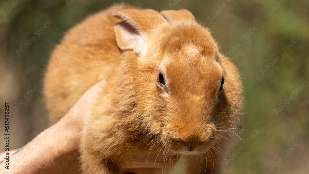 Adorable close up of a ginger rabbit being carried by a man, outdoors on a warm sunny day