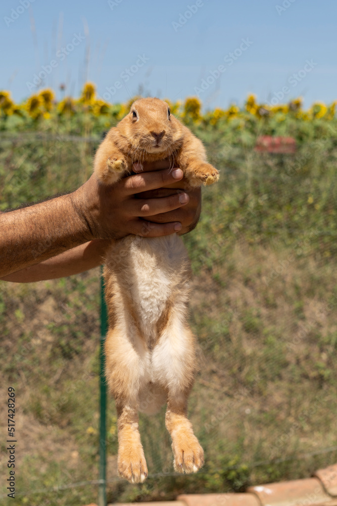 Adorable close up of a ginger rabbit being carried by a man, outdoors on a warm sunny day Adorable close up of a ginger rabbit being carried by a man, outdoors on a warm sunny day