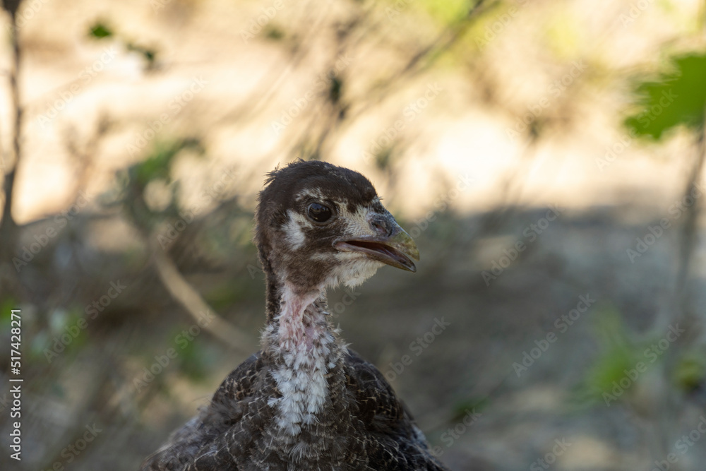 Obraz premium Adorable baby turkey or poults, outdoors on a hot summer day, close up