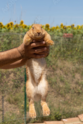 Adorable close up of a ginger rabbit being carried by a man, outdoors on a warm sunny day © GlobalMedia
