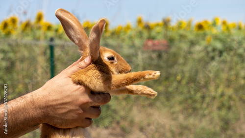 Adorable close up of a ginger rabbit being carried by a man, outdoors on a warm sunny day