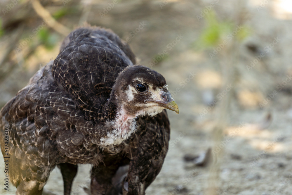 Adorable baby turkey or poults, outdoors on a hot summer day, close up Adorable baby turkey or poults, outdoors on a hot summer day, close up