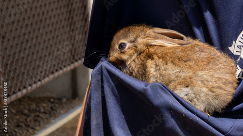 Close-up of an adorable scared reddish brown baby rabbit sheltering against his master
