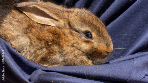 Close-up of an adorable scared reddish brown baby rabbit sheltering against his master