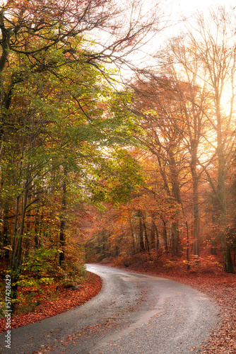 Empty and secluded road surrounded by trees and autumn leaves. Deserted and scenic street or highway filled with fall colours and scenery. Mysterious road path that can lead to dangerous driving
