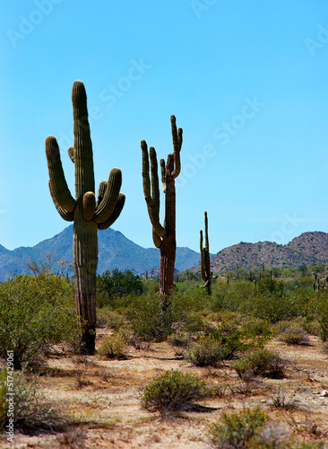 Saguaro Cactus Sonora desert Arizona