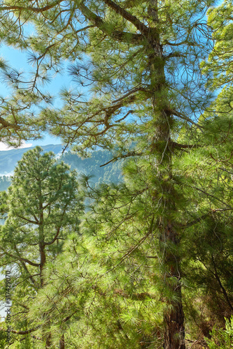 Closeup view of a pine forest in the mountains on a sunny day with a clear blue sky. Lush trees and greenery in a secluded nature scene. Tourism or hiking scenery in La Palma, Canary Islands, Spain