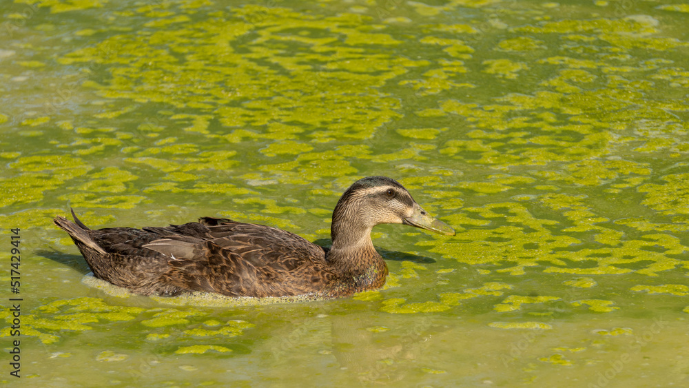 Obraz premium Female duck in a muddy pond on a hot summer day