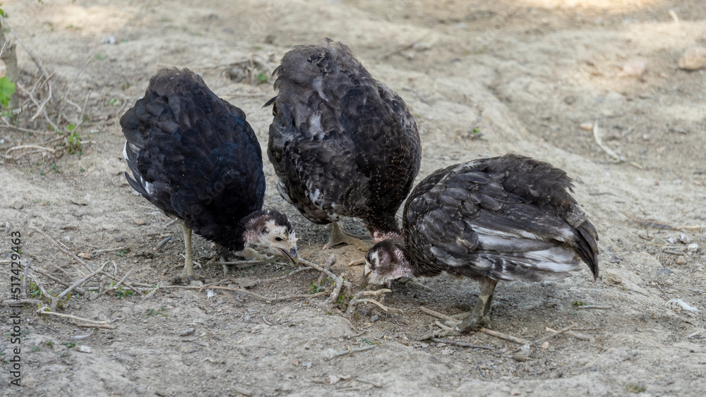 Obraz premium Three adorable baby turkeys or poults, foraging for seeds on dry ground on a hot summer day