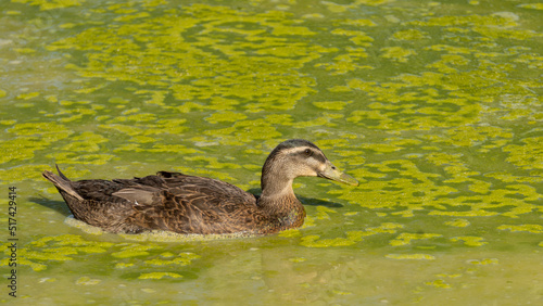 Female duck in a muddy pond on a hot summer day photo