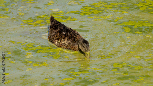 Female duck drinking in a muddy pond on a hot summer day