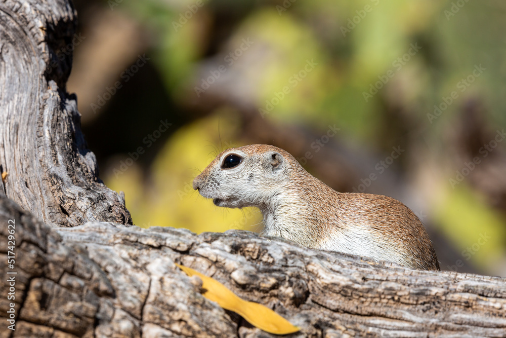 Round tailed ground squirrel, xerospermophilus tereticaudus, in the Sonoran Desert. A cute rodent grooming and foraging for food in the American Southwest. Cute wildlife, Pima County, Tucson, Arizona.