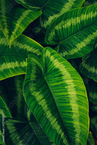 closeup nature view of tropical leaves background  dark nature concept.