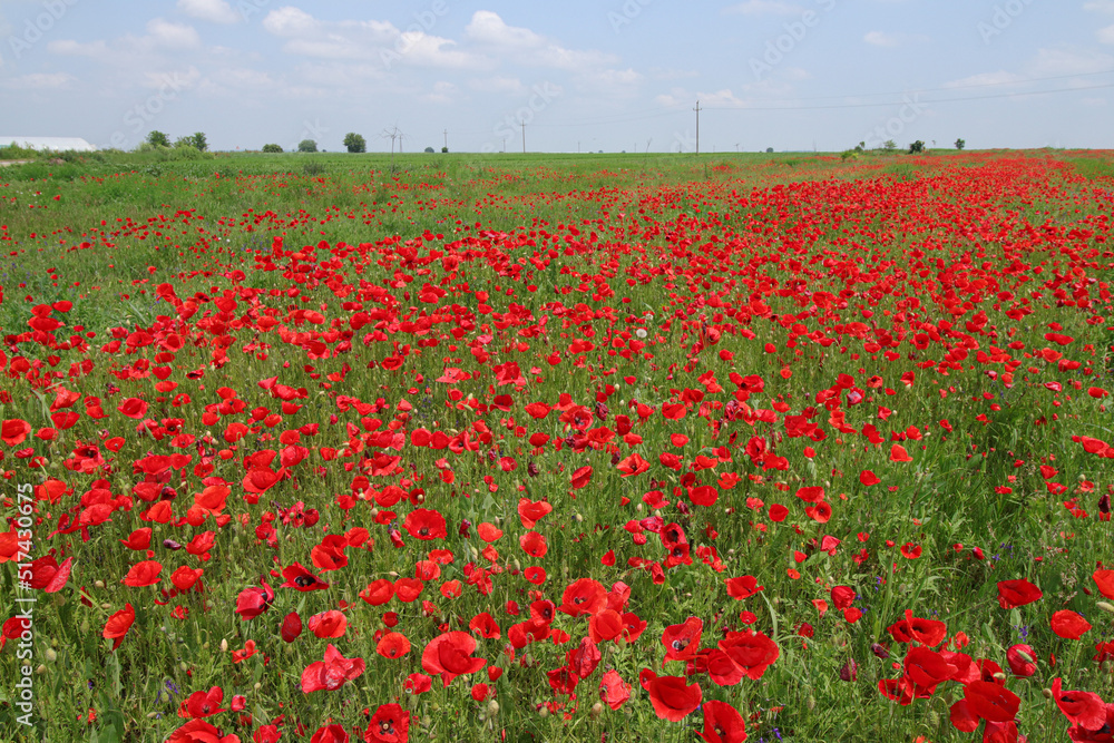 Gorgeous floral background strewn with red poppies