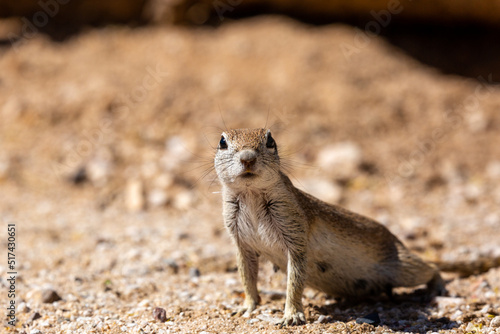 Round tailed ground squirrel  xerospermophilus tereticaudus  in the Sonoran Desert. A cute rodent grooming and foraging for food in the American Southwest. Cute wildlife  Pima County  Tucson  Arizona.