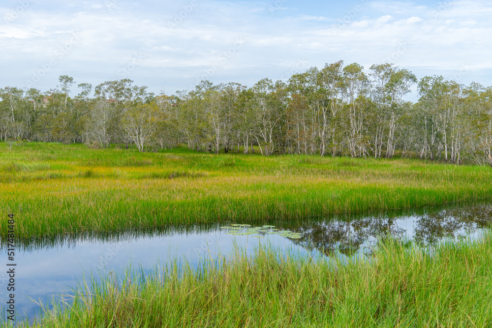 Trees and grasses in natural water with blue sky. Trees and grasses in natural water with blue sky.