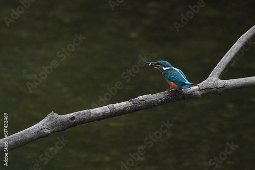 kingfisher on a branch © Matthewadobe