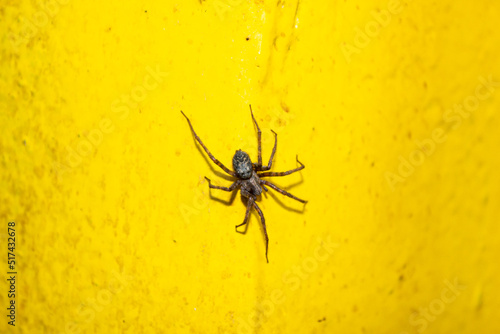 Spider close-up. Spider shaggy black on a yellow wall. Big spider on the wall.