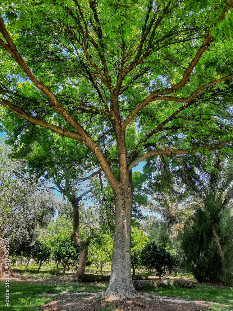 tree in the park