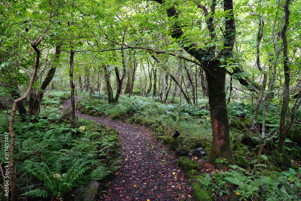wild forest with fine path wild forest with fine path