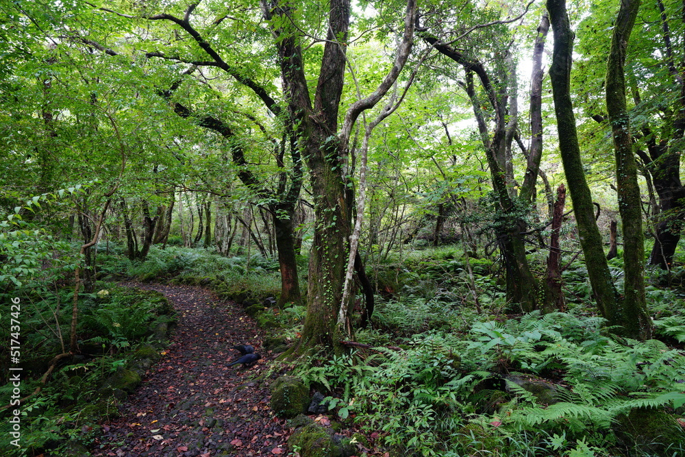 Obraz premium wild forest with fine path