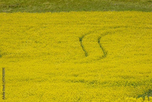 Field of Canola