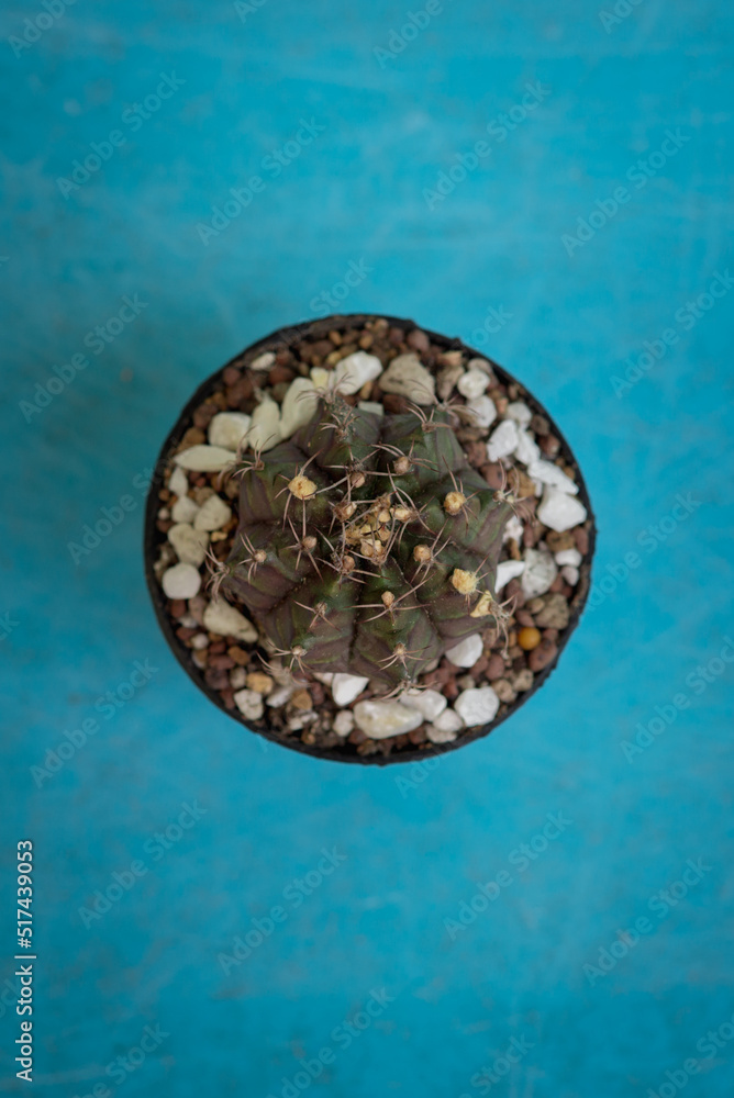 Top View Cactus in a pot with a blue background Top View Cactus in a pot with a blue background