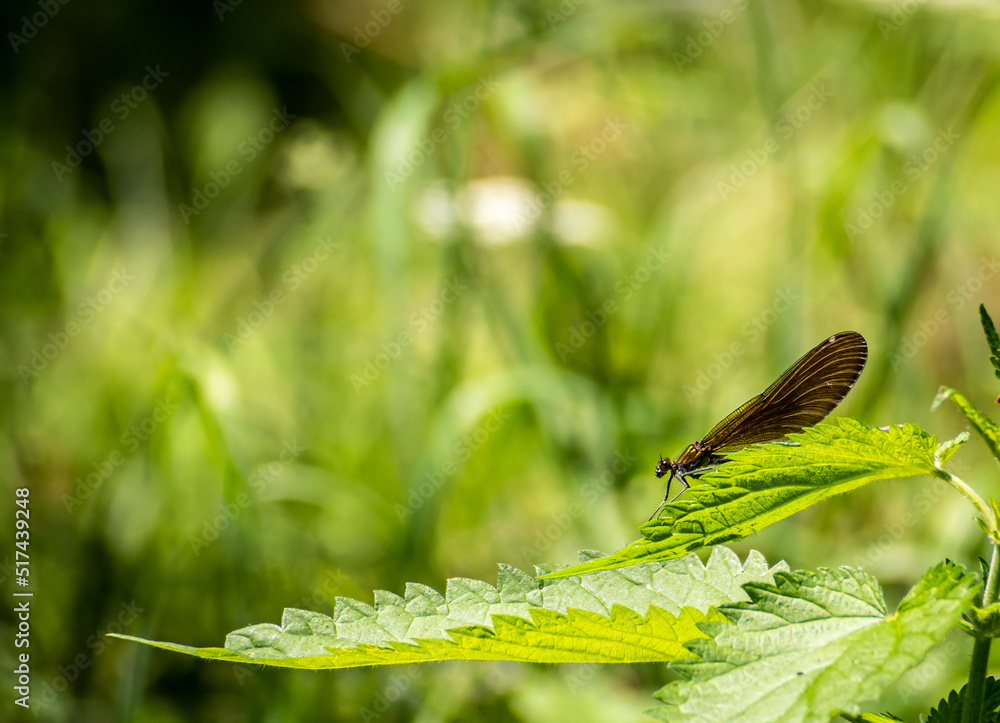 Dragonfly on the grass