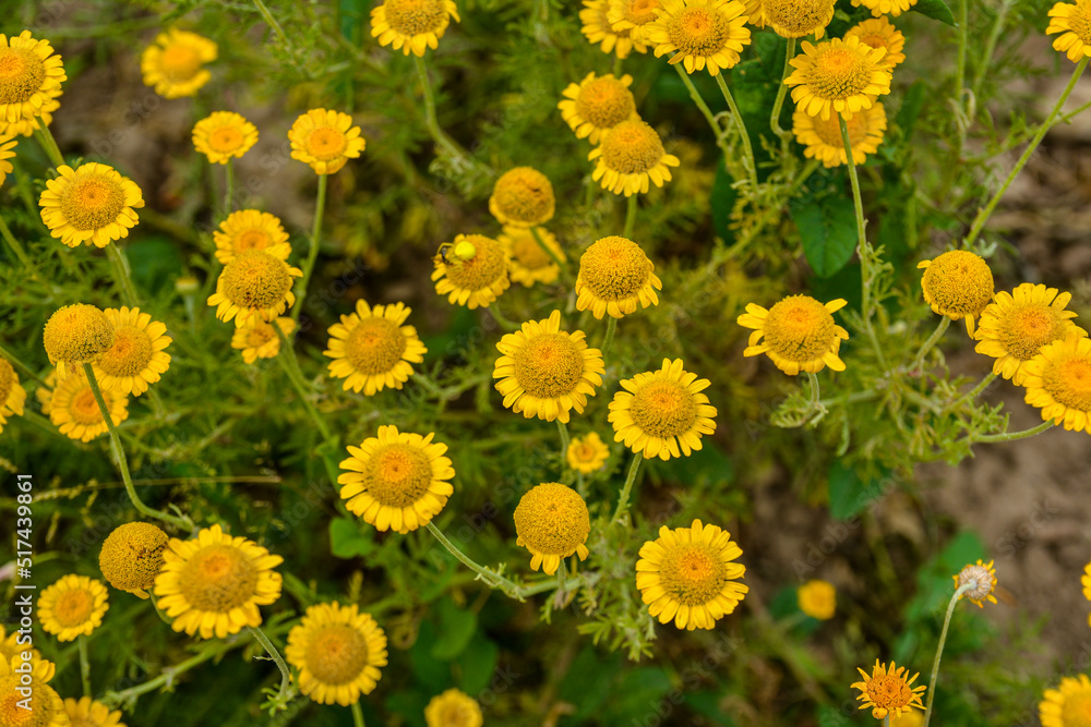 Golden marguerite (Anthemis tinctoria), dye plant. Golden marguerite (Anthemis tinctoria), dye plant.
