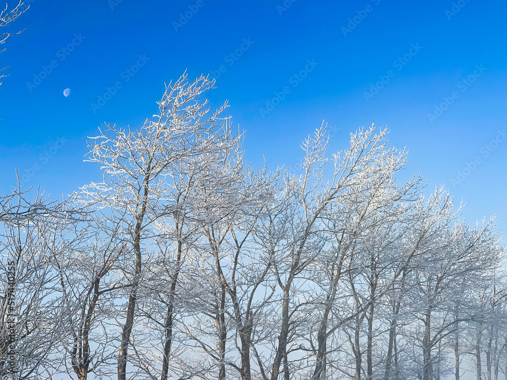 The moon and the frozen forest