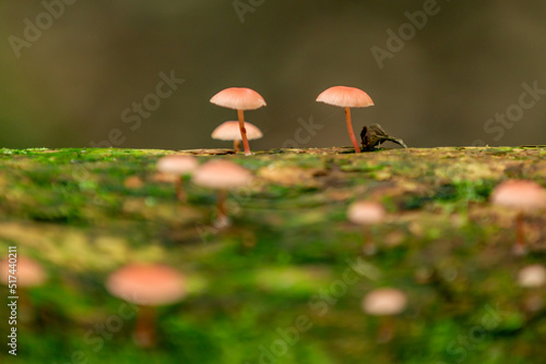 tiny mushroom in the forest photo