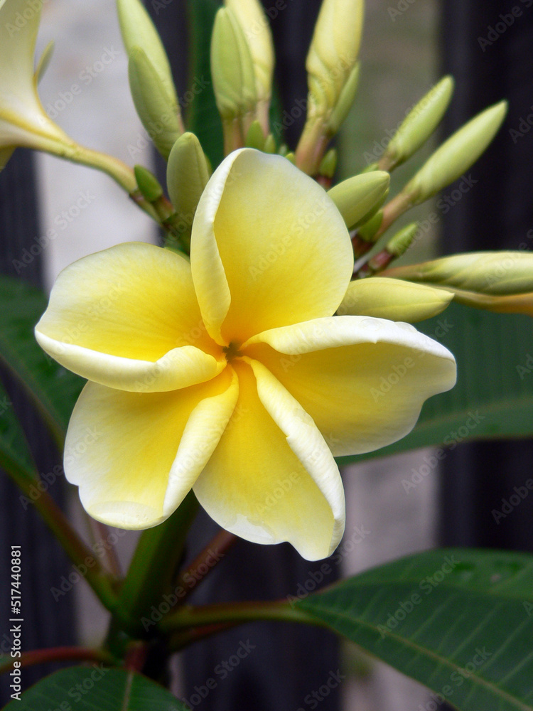 Obraz premium Yellow and white frangipani plumeria flower