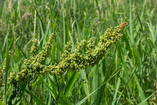 Horse sorrel, a green plant in nature containing medicinal properties, in dried form is used in medicine and as a tonic drink, Rumex confertus L;