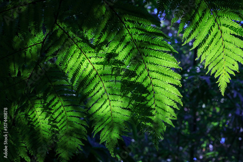 fern leaves in the forest